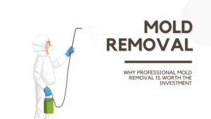 Why Professional Mold Removal is Worth the Investment